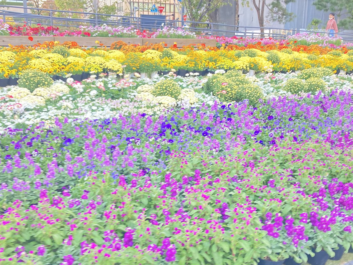 tk20227679's tweet photo. おはようございます☀️
娘を送る最中サクラマチの素敵な花壇をパシャリ📸
この季節の花が大好きです☺️ https://t.co/VcwgScHm27