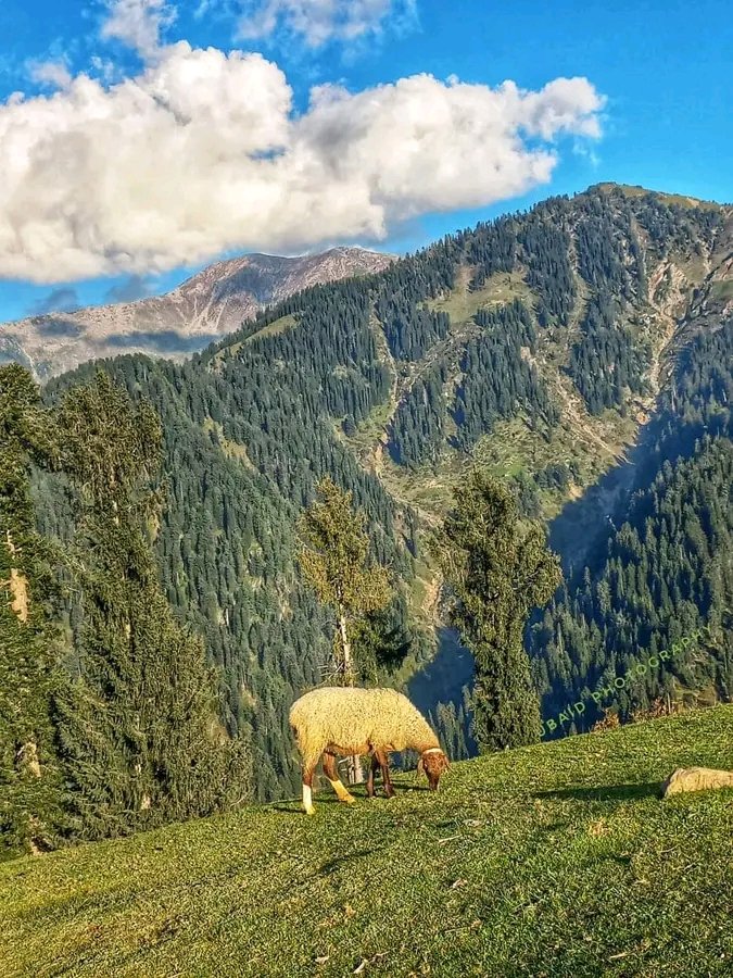 The beautiful Allai Valley 😍 . . . Photo: Ubaid Photography #ourgreatfuture #nature #mountains #beautiful #AllaiValley #KPK #Pakistan