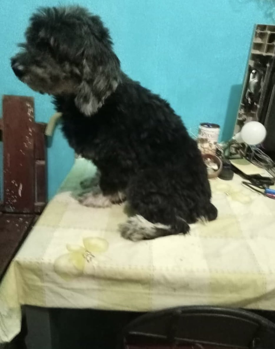 MarianelaSasso's tweet photo. ⁦@FRAENKELE⁩ ⁦@PerroUsuario⁩ otro bebé perdido en el Castaño , Maracay difusión por favor https://t.co/XnNYoorYRa