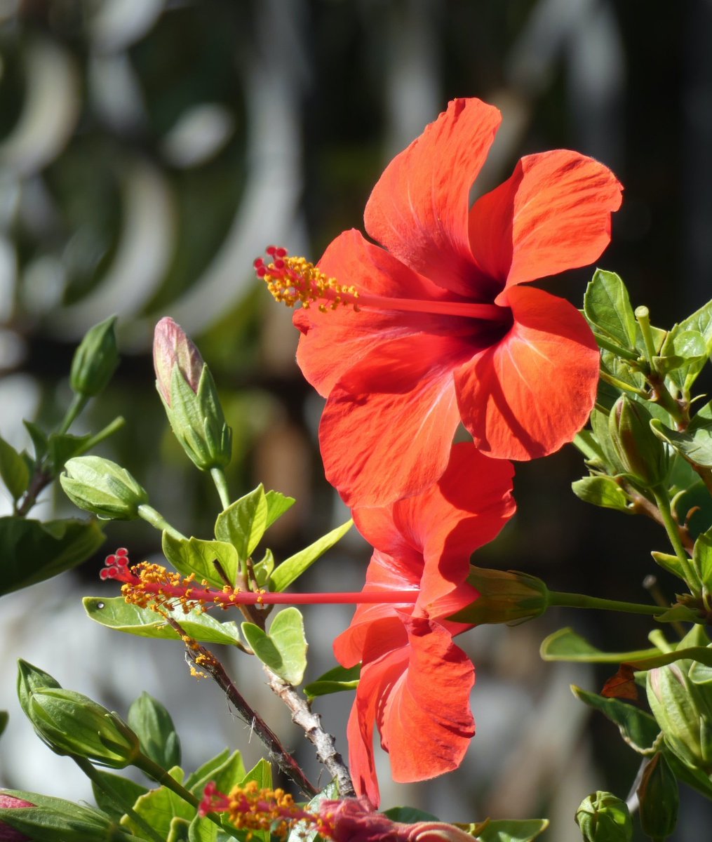 ternyumlah pagi ini nak

pandang indahnya semesta
dan nikmati tebaran cinta
sang Maha Kuasa
peluk dengan senyum orang yang kau sayangi 
dan jangan kau tutup keindahan ini
dengan membiarkan dengki dan iri hati
tumbuh di hati

#CelahAwan
#petuahdhemin