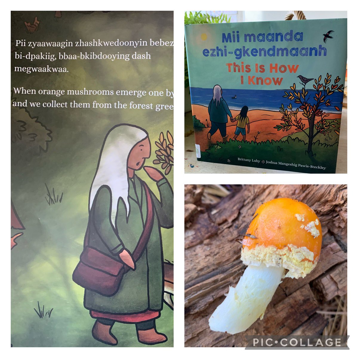 After reading this  indigenous story to our students, we focused on the signs of fall.  Students connected their new learning from the story to the orange mushrooms found in our Learning Forest. Amazing learning happening #connections #kindergetenlearning <a href="/StirlingPS/">Stirling PS</a>