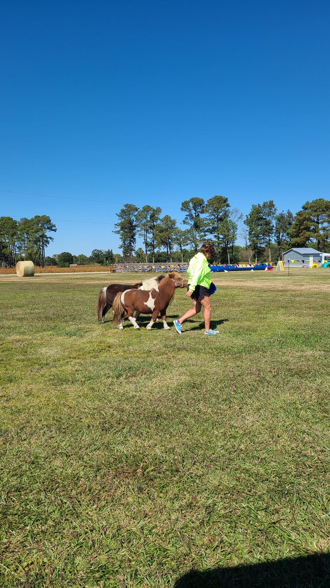 Tammy leading the miniature horses back to their living quarters. #HubbsFarmNC #VisitNCFarms #cornmazenearme