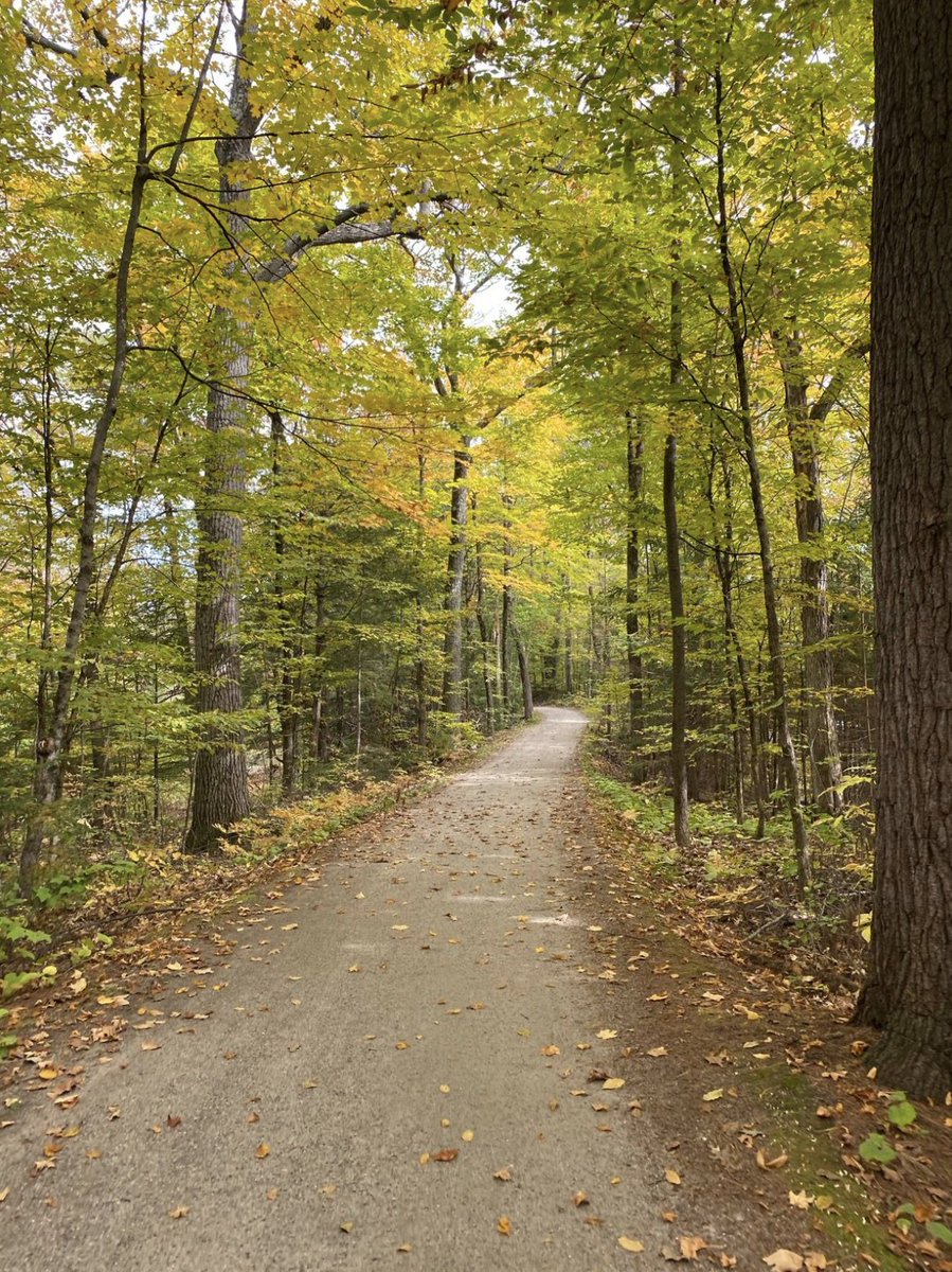tforia's tweet photo. @eljojo the fall trees look so pretty on this ride https://t.co/MuVa15QA8O