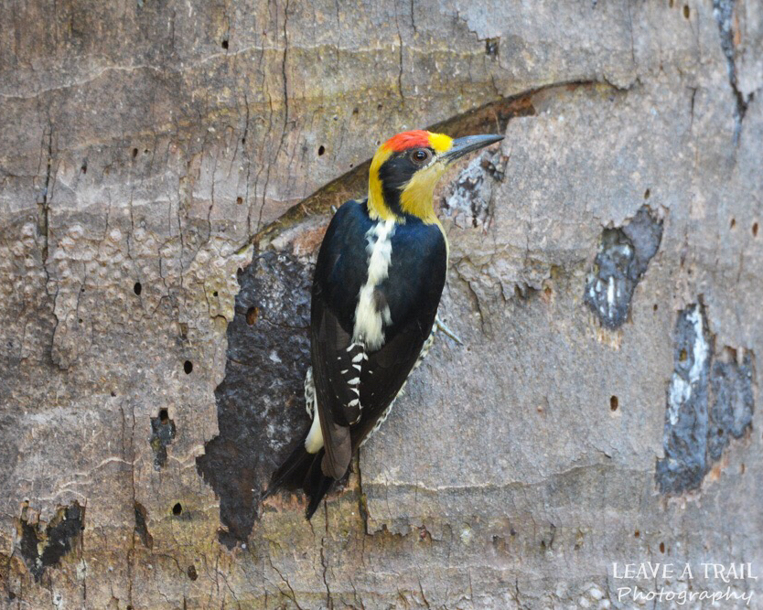 Leaveatrailpics's tweet photo. Golden Naped Woodpecker 
🌎Carate, Costa Rica .
.
.
.
.
.
.
.
.
.
.
.

#Wildlife_Seekers #WildlifeAddicts #animalelite #eXclusive_animals #ig_discover_wildlife #splendid_animals #BD_animal #wildlife_perfection #animalpolis #pocket_animal #RSA_Nature #BNS_Members #nuts_about_bir https://t.co/AtszZlqUSV
