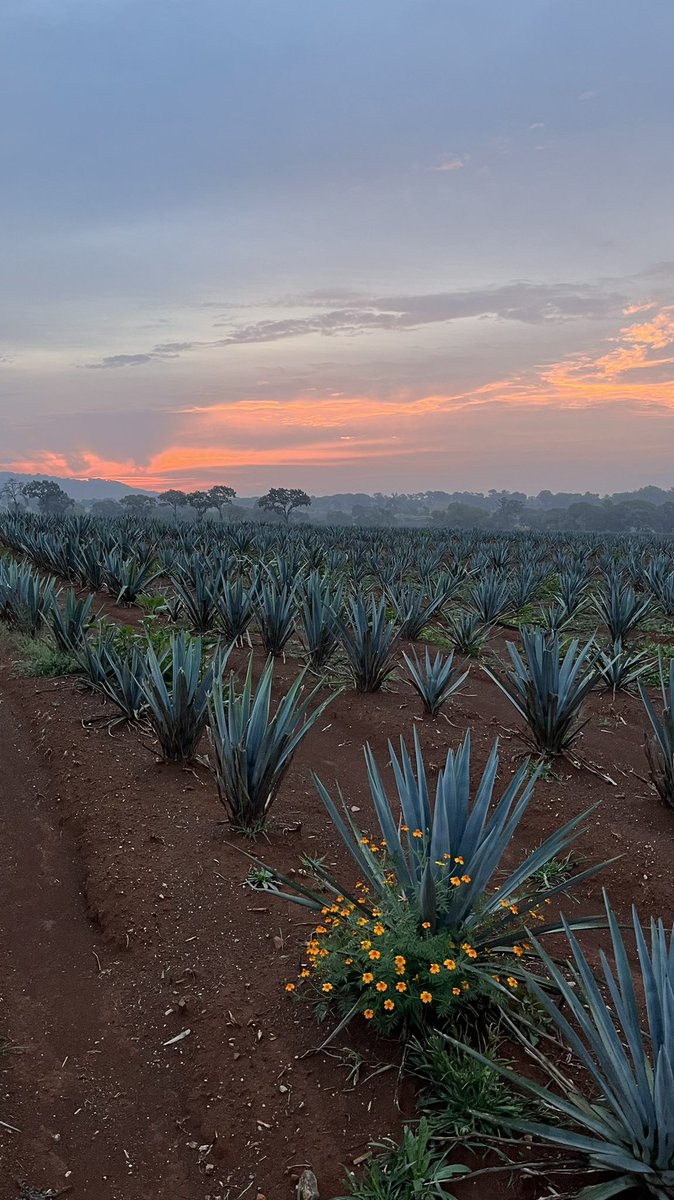 #jalisco tiene los mejores amaneceres. Foto en #arandas la tierra del #tequila en los campos de #tequilaocho