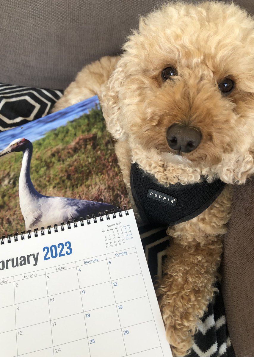 wtb_Michael's tweet photo. A quick reminder that I still have many hundreds of these bird calendars for sale! All proceeds are donated to BirdLife Australia and The Indigenous Literacy Foundation - I'm hoping to raise $20k again this year. 

Order here: https://t.co/bL28DUFxPD https://t.co/JGyf6CEFzT