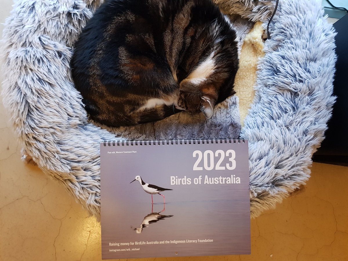 wtb_Michael's tweet photo. A quick reminder that I still have many hundreds of these bird calendars for sale! All proceeds are donated to BirdLife Australia and The Indigenous Literacy Foundation - I'm hoping to raise $20k again this year. 

Order here: https://t.co/bL28DUFxPD https://t.co/JGyf6CEFzT