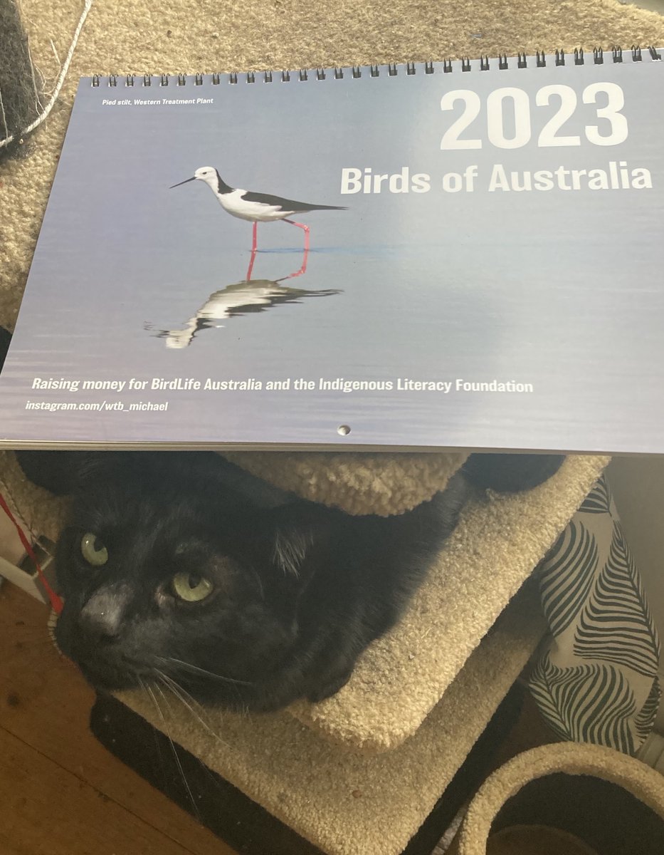 wtb_Michael's tweet photo. A quick reminder that I still have many hundreds of these bird calendars for sale! All proceeds are donated to BirdLife Australia and The Indigenous Literacy Foundation - I'm hoping to raise $20k again this year. 

Order here: https://t.co/bL28DUFxPD https://t.co/JGyf6CEFzT