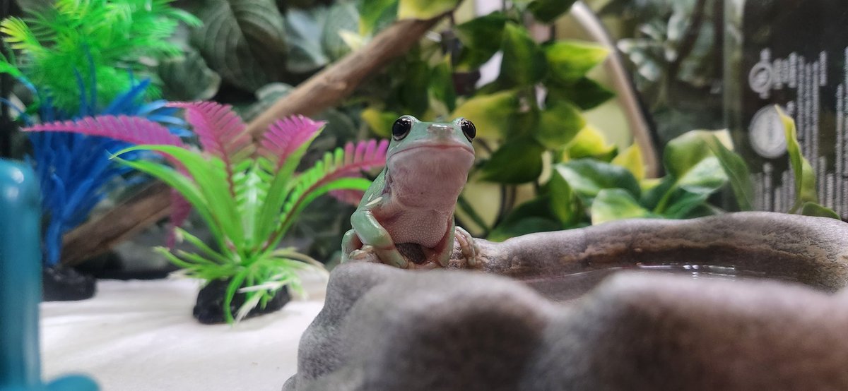 JustFourCatsTTV's tweet photo. This is Cairo,he says thanks for supporting the stream.
Great stream tonight guys, feels amazing to be having fun on twitch again. Thanks for everything. Grateful.
https://t.co/JgFfi6L2rc
#twitch #smallstreamer #dumpytreefrog #FROGTOBER #KOOPATROOP https://t.co/ckLmua01nR