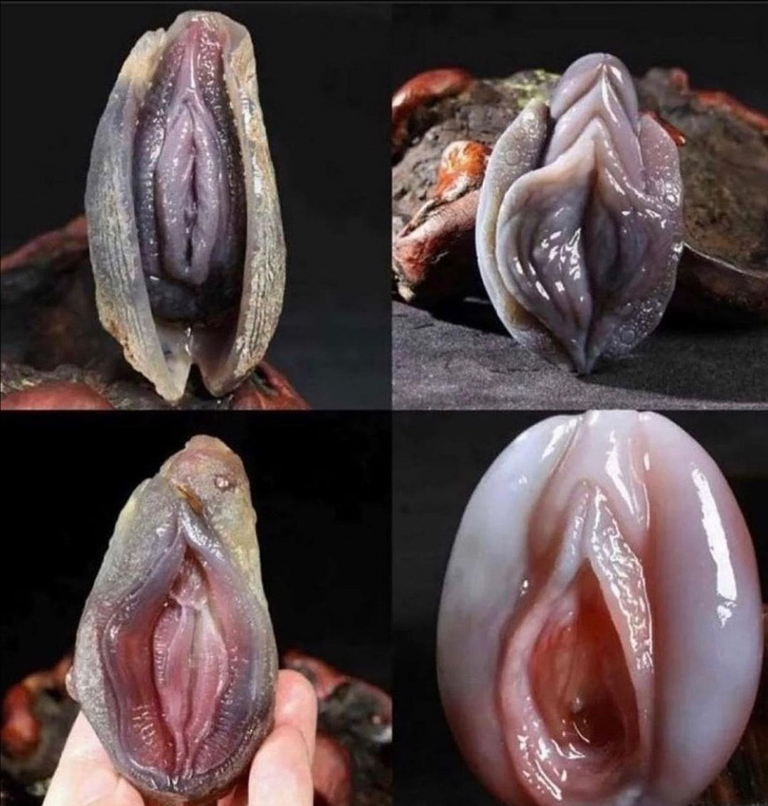 Inside of a shellfish!