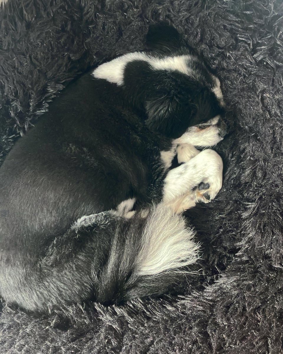 CrownedHeathens's tweet photo. Due to some travelling by our heathens and changes in schedule, we will be streaming Thursday instead of tonight. 

We hope you accept this pic of Howie as consolation. https://t.co/4mtJzIejmA