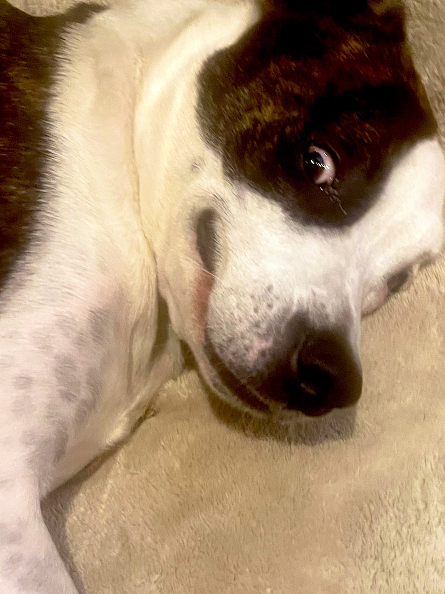 OkiePoky's tweet photo. Did you say “snack?!?” 
#OkiePoky #ZSHQ #goodboy #amstaff #staffie #staffiesoftwitter #muttskickbutt #snacks #treats #rescuedog #rescuedogs #rescuedismyfavoritebreed https://t.co/fp5OY90pJn