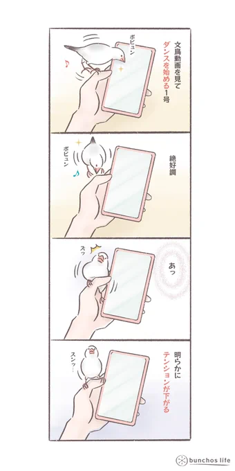 着地に失敗してテンションが下がる1号
#文鳥 
#bunchoslife 
#4コマ漫画 