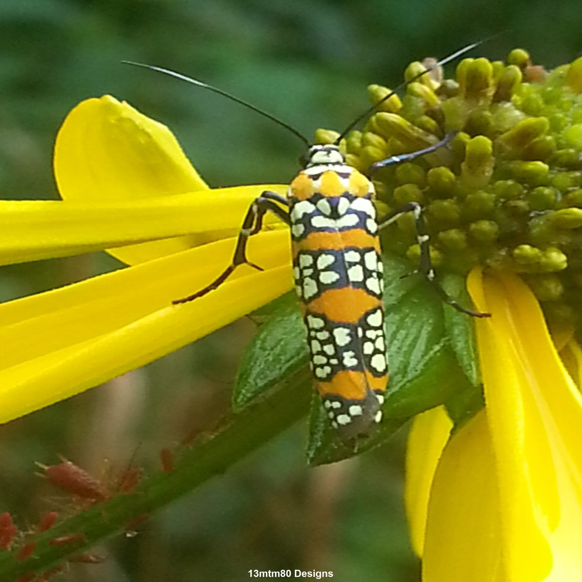 13mtm80_Designs's tweet photo. Photo of an Ailanthus Webworm Moth. Photo taken at Scioto Grove @CbusMetroParks. August 2016.
-----------
#ailanthus #webworm #moth #insect #butterfly #wildohio #entomology #ohio #photography #myphoto #queerartist #womanartist #actuallyautistic https://t.co/F9Q6MwXiOT