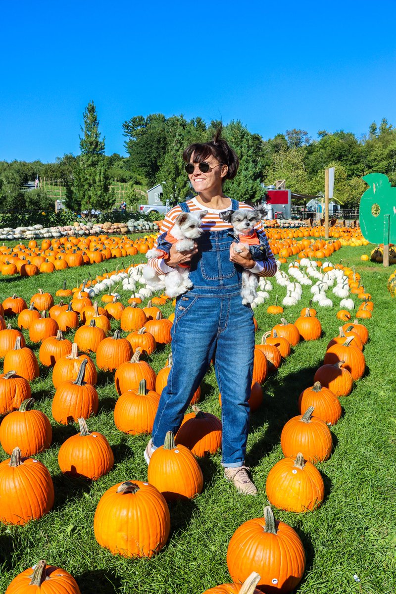 samcarrell's tweet photo. Cutest pumpkins in the patch! 
@TINKERBELLEadog #bellethedog 

#pumpkinpatch #pumpkinspice #halloween #fallfamilyphotos #dog #tinkerbellethedog #travelingtink #bonvoyagebelles #harvest #influencer #puppiesofinstagram #cute #lovemydog #dogmom https://t.co/yoRcaJvX38