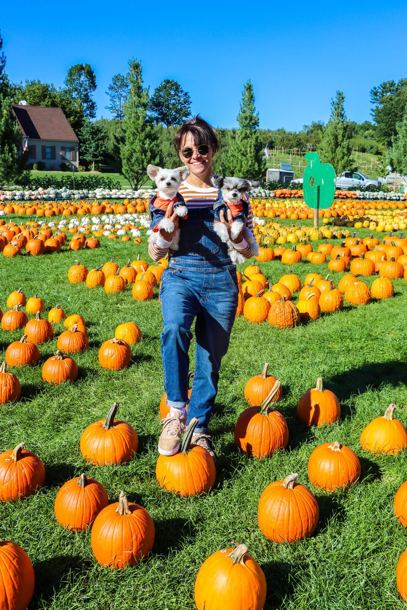 samcarrell's tweet photo. Cutest pumpkins in the patch! 
@TINKERBELLEadog #bellethedog 

#pumpkinpatch #pumpkinspice #halloween #fallfamilyphotos #dog #tinkerbellethedog #travelingtink #bonvoyagebelles #harvest #influencer #puppiesofinstagram #cute #lovemydog #dogmom https://t.co/yoRcaJvX38