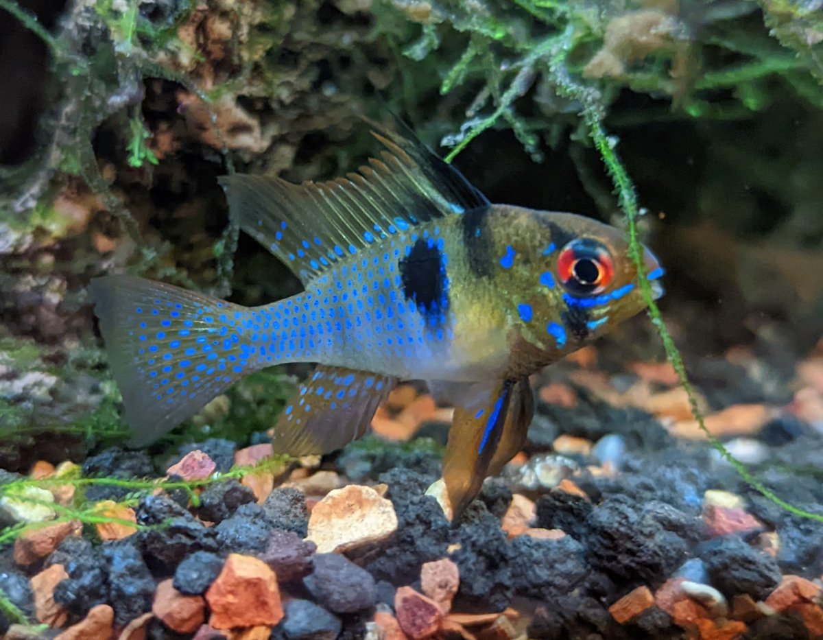 My new Blue Ram is really showing its colors.