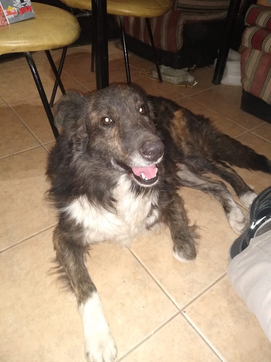 Atención San Rafael!! Se perdió mí perro Angry, el domingo 16/10/22 en la noche, en inmediaciones de Ballofet y Los Filtros. Es súper mañoso y asustadizo.