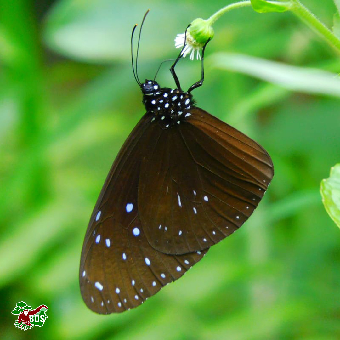 Did you know there is a connection between butterflies and orangutans? Butterflies play a major role in helping provide natural food sources for orangutans! How so?😲

Find out more, here→ bit.ly/BUTTERFLIESAND…

#saveorangutans #Forest4Orangutans