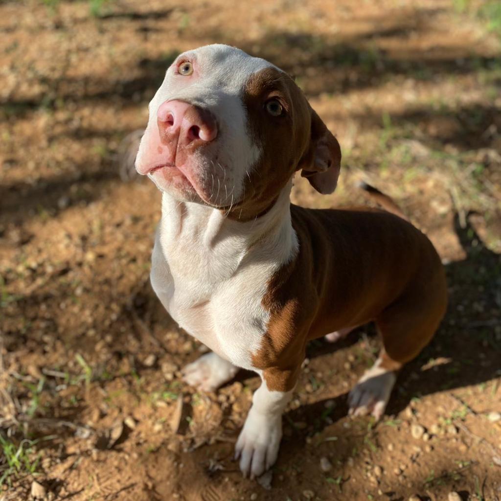 Joey is another big-headed boy celebrating National Pit Bull Awareness Month. He came to us from SARA Sanctuary and has been slowly acclimating to his new environment. He is looking for a home with another dog who can help him learn how to navigate a big, scary world