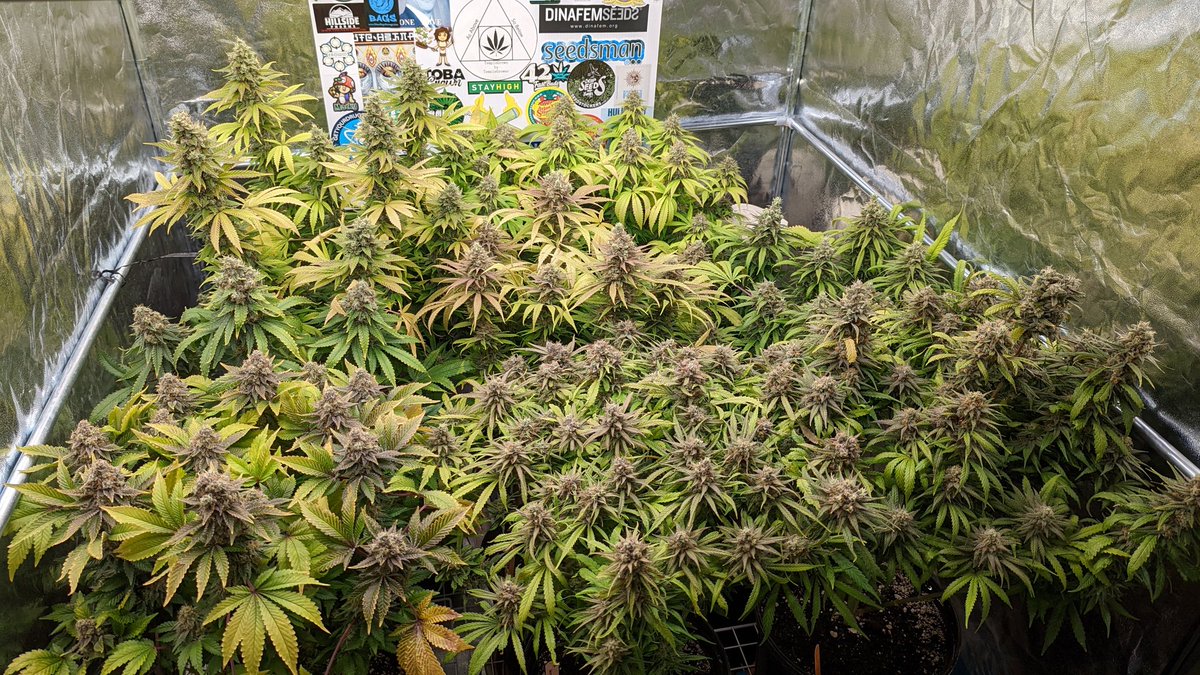 TempleGrower's tweet photo. Smells pretty good in here. Nearly there. 😍
Closeups are #Romulan x Romulan Kush by #TempleGrownGenetics and a
Fuel D.OG by @SeedsmanSeeds🌱

#GrowYourOwn #Cannabis https://t.co/Hb5t3Vhels