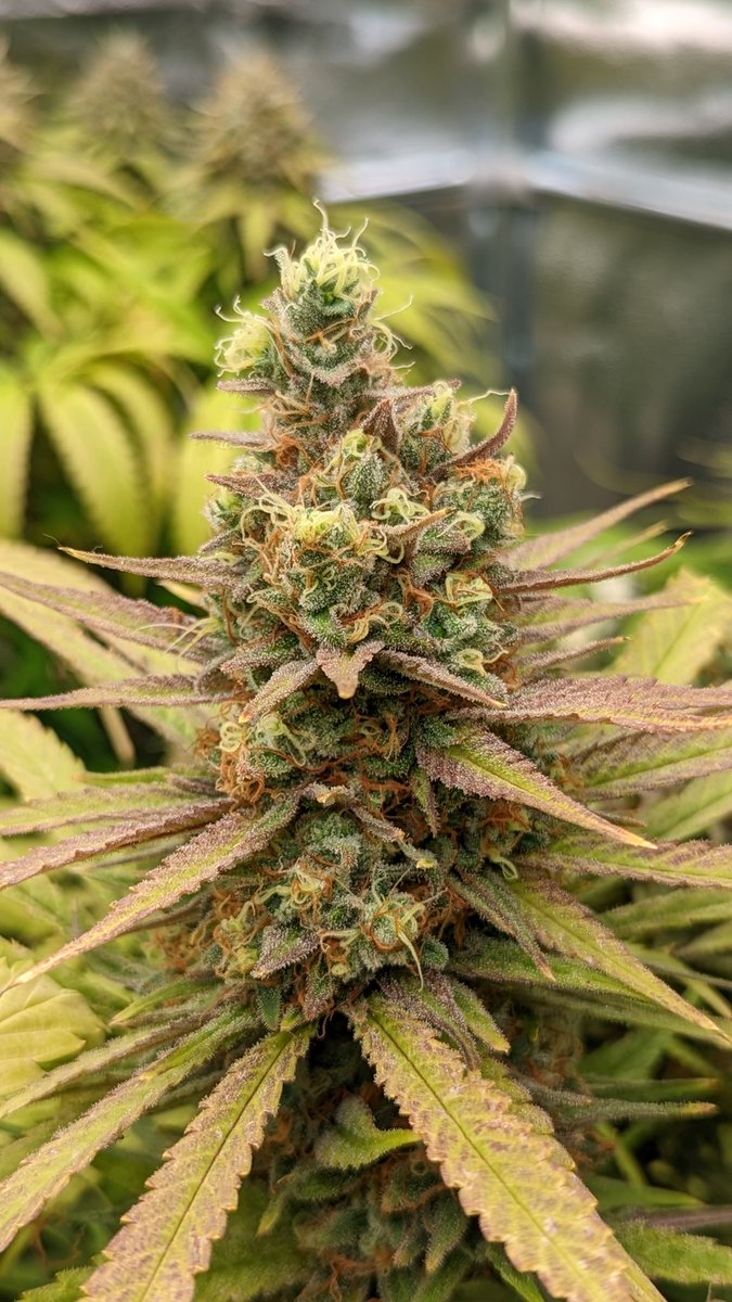 TempleGrower's tweet photo. Smells pretty good in here. Nearly there. 😍
Closeups are #Romulan x Romulan Kush by #TempleGrownGenetics and a
Fuel D.OG by @SeedsmanSeeds🌱

#GrowYourOwn #Cannabis https://t.co/Hb5t3Vhels