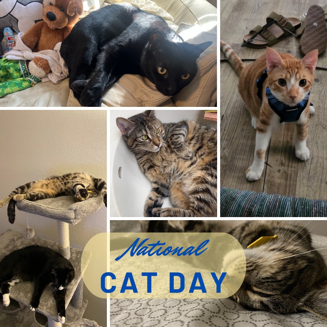 Happy National Cat Day to all the kitty PAWrents out there. We know life sometimes gets you down, but there's always a PURfect friend to help you up. Cheers from all of our daytime sleepyheads, nighttime bug hunters and anytime snuggle buddies who always make us smile.
