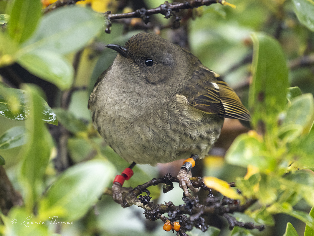 Female stitchbird/hihi (Notiomystis cincta) at Bushy Park in Whanganui on 12 July. Deleting old photos and thought this one was a bit too nice to consign to the bin. I adore Busy Park, I could spend a few days there quite happily.

#nzbirds #BirdsSeenIn2022 #NewZealand #birding