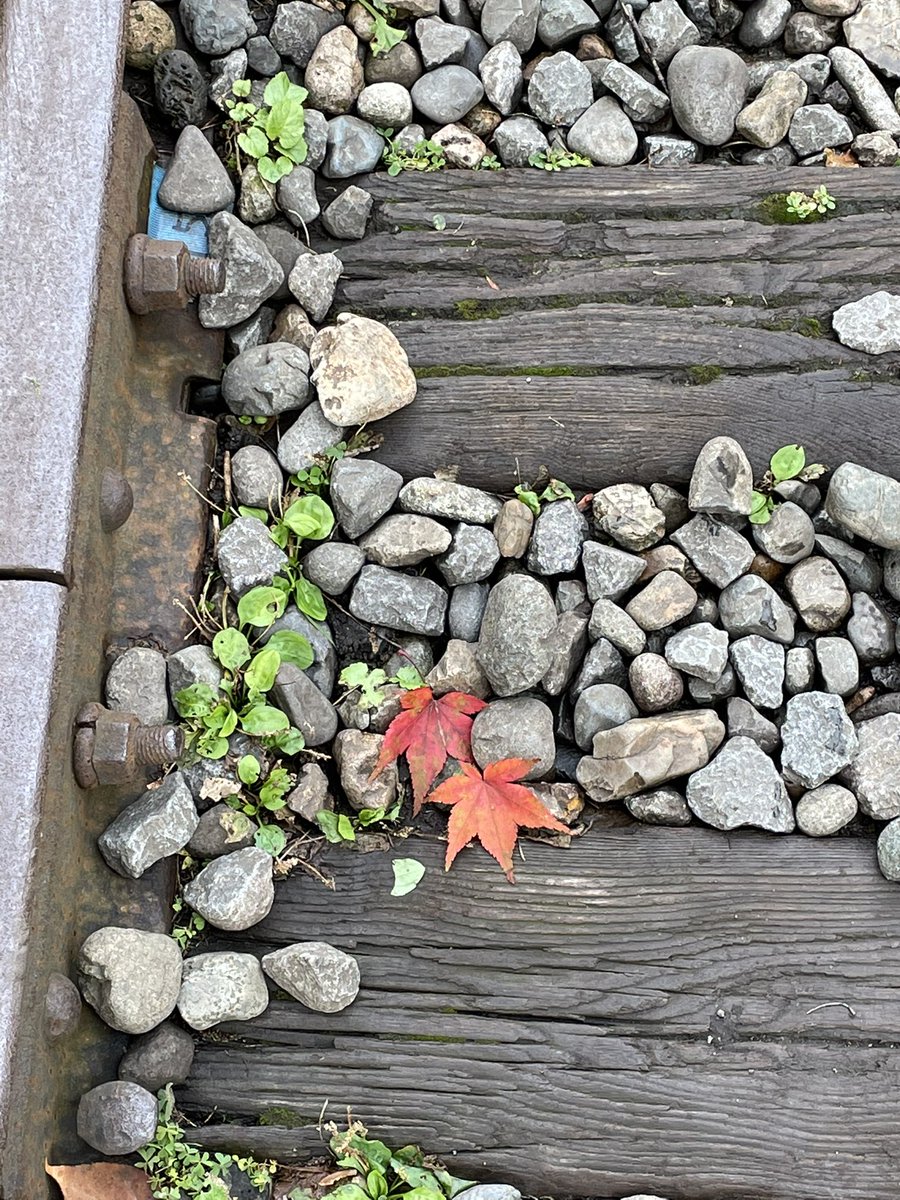 RJStimps's tweet photo. Always considered myself a Spring girl, but #Hokkaido is doing a good job of changing that.
#otaru #sapporo #japan #fall #autumn #autumncolours https://t.co/4enmSbAH1c
