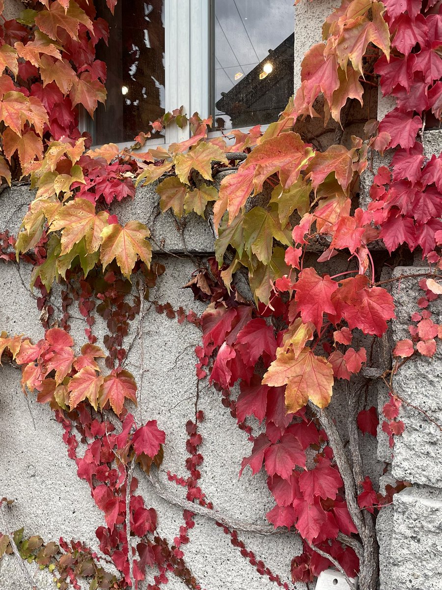 RJStimps's tweet photo. Always considered myself a Spring girl, but #Hokkaido is doing a good job of changing that.
#otaru #sapporo #japan #fall #autumn #autumncolours https://t.co/4enmSbAH1c