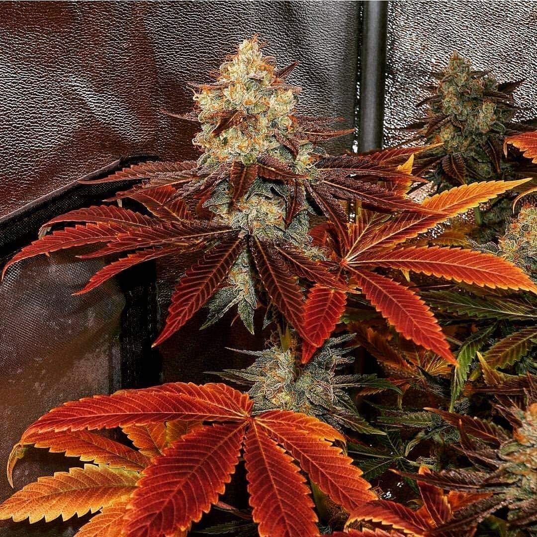 I'd roll up some <a href="/DegenDoobies/">Degen Doobies</a> with this 🔥🔥

Sour Banana Sherbert😬🍌

Grown by <a href="/CannaAlpha/">AlphaCanna</a> blazing through fall the right way🍂 💪🔥💨

#NFTdrop coming soon for the #cannabisculture 
#NFTGiveaways #HouseOfTheDragonHBO