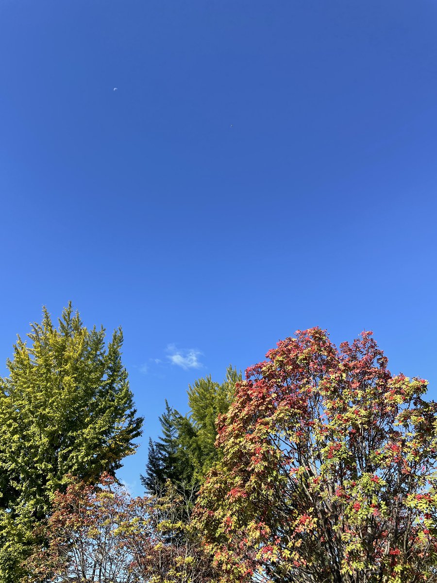 bnr34ogura's tweet photo. 赤青黄色
#イマソラ
#空ネット
#fukushima
#yabuki
#全開朝撮
#矢吹町
#マイあさ #sky #beautifulcloud #fine #rain #空好き #青空好き #紅葉 #ななかまど #イチョ https://t.co/IVfB66ce8B