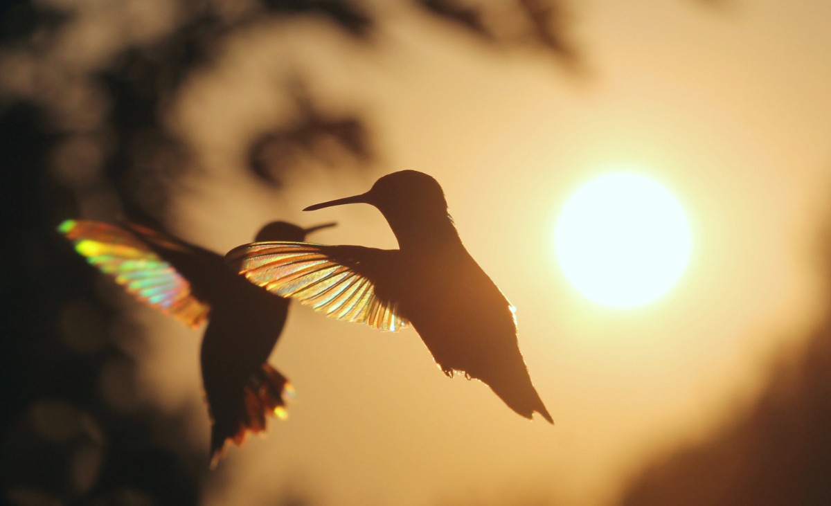 roberto692000's tweet photo. Y q nos queda
Para andar desnudos
Si la poesía nos ha emborrachado
D tantas verdades
Hasta las cicatrices
Y la piel se deshoja
Con los gritos
Del silencio inoportuno
D los colibríes...
Y más allá
D tus pupilas
Donde anida tu verso,
Nace y t desnuda
la palabra d tu alma
#AlAlma https://t.co/otCENMIOk0