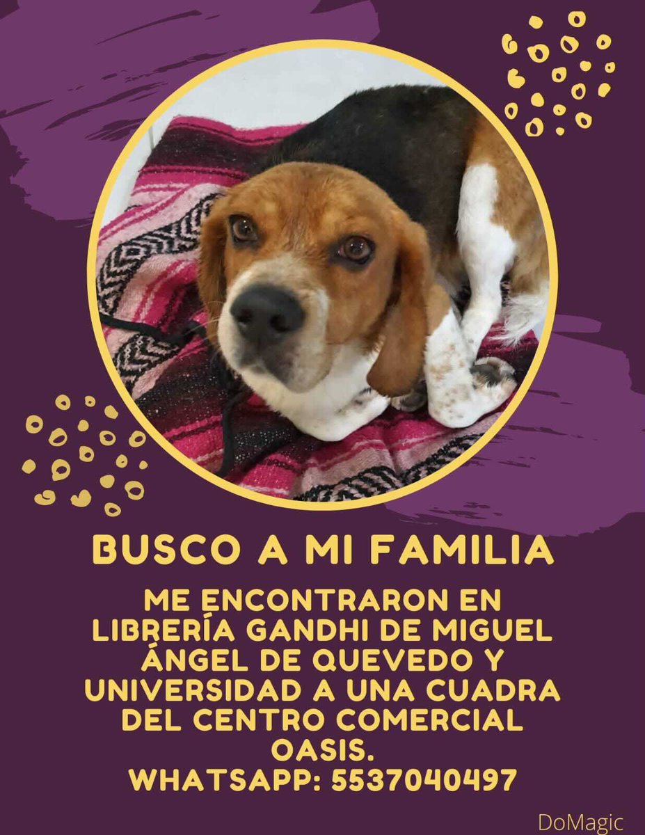 #PerroPerdido #Coyoacán #CDMX #Beagle
