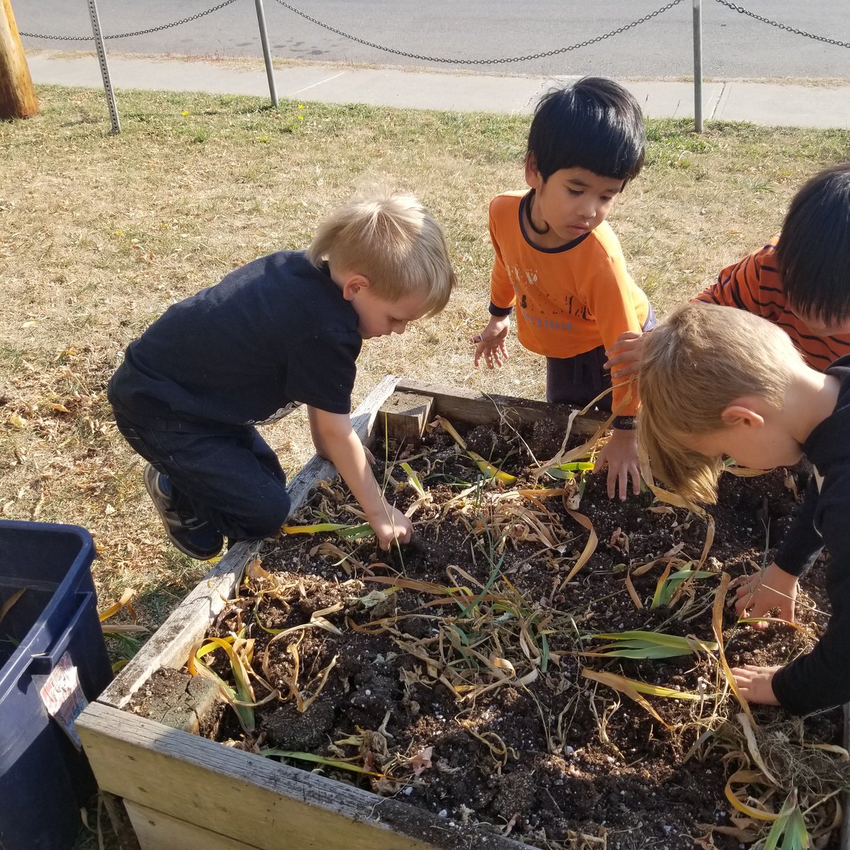 MOkrainetz's tweet photo. Enjoying some learning outside while cleaning out the school garden beds. #TakeMeOutsideDay https://t.co/RbCriu8mTy