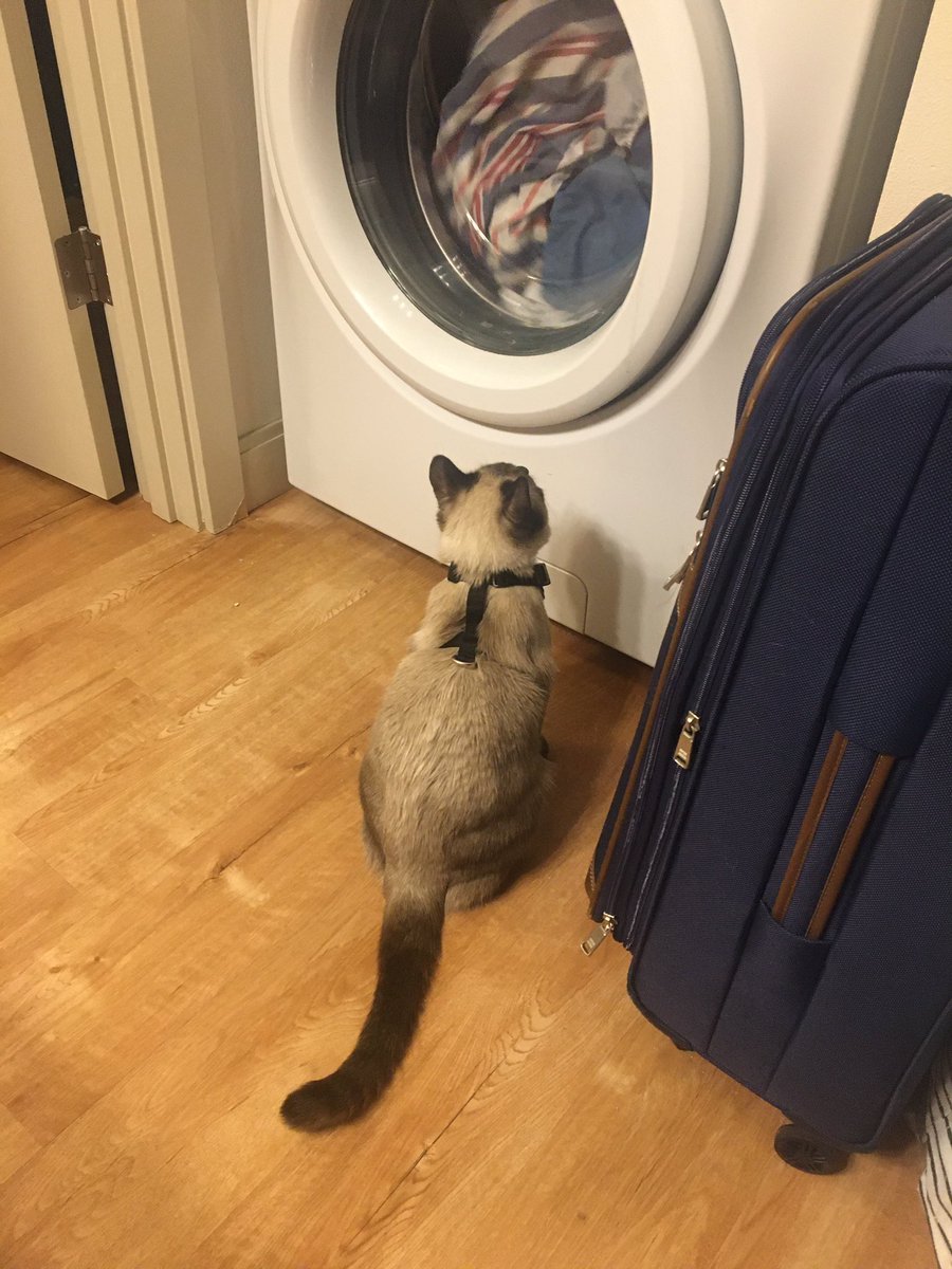 mindofgretchen's tweet photo. Brier is supervising the laundry. I think heβs doing a good job. #kittensoftwitter #laundrycat #siameselife #acatcalledbrier https://t.co/fRJgsS4aIz