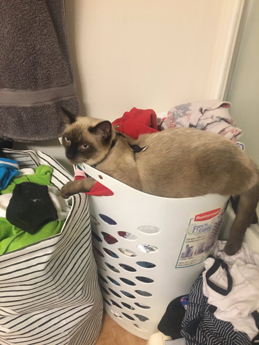 mindofgretchen's tweet photo. Brier is supervising the laundry. I think heβs doing a good job. #kittensoftwitter #laundrycat #siameselife #acatcalledbrier https://t.co/fRJgsS4aIz