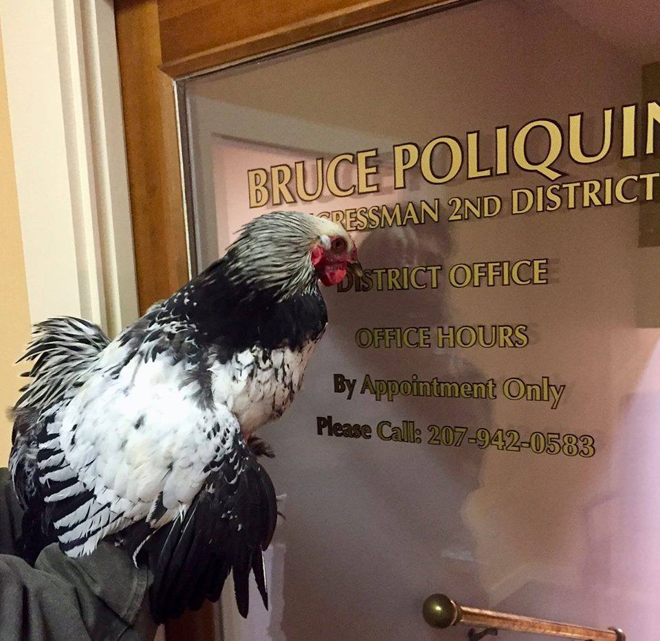 SuitUpMaine's tweet photo. We haven't spent much time talking about Poliquin because...well...he's kind of a drip. The last time he was in office, he spent most of his time hiding from constituents. It became a running joke, even. What are your fond memories of him? #MEpolitics #MECD2 #CandidateQuality https://t.co/8lSysrObKt