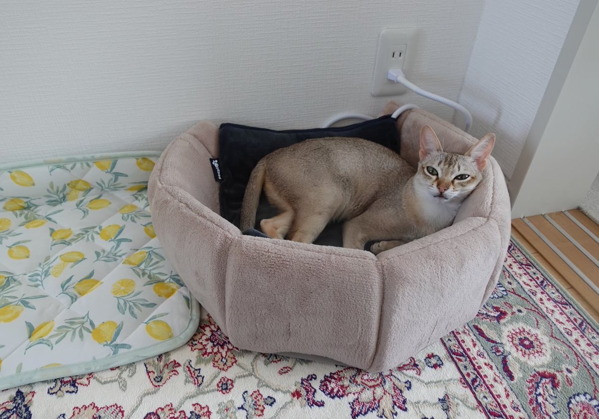 ホットカーペットとひんやりマットを隣同士で敷いていたら 猫が温と冷を交互に楽しんで最終的に最適解を導き出していた Togetter