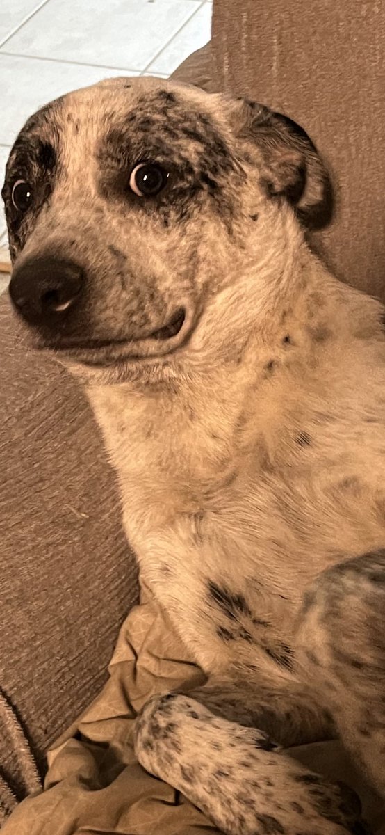 When your dog gets cast called for a movie then they tell him it’s a porn…