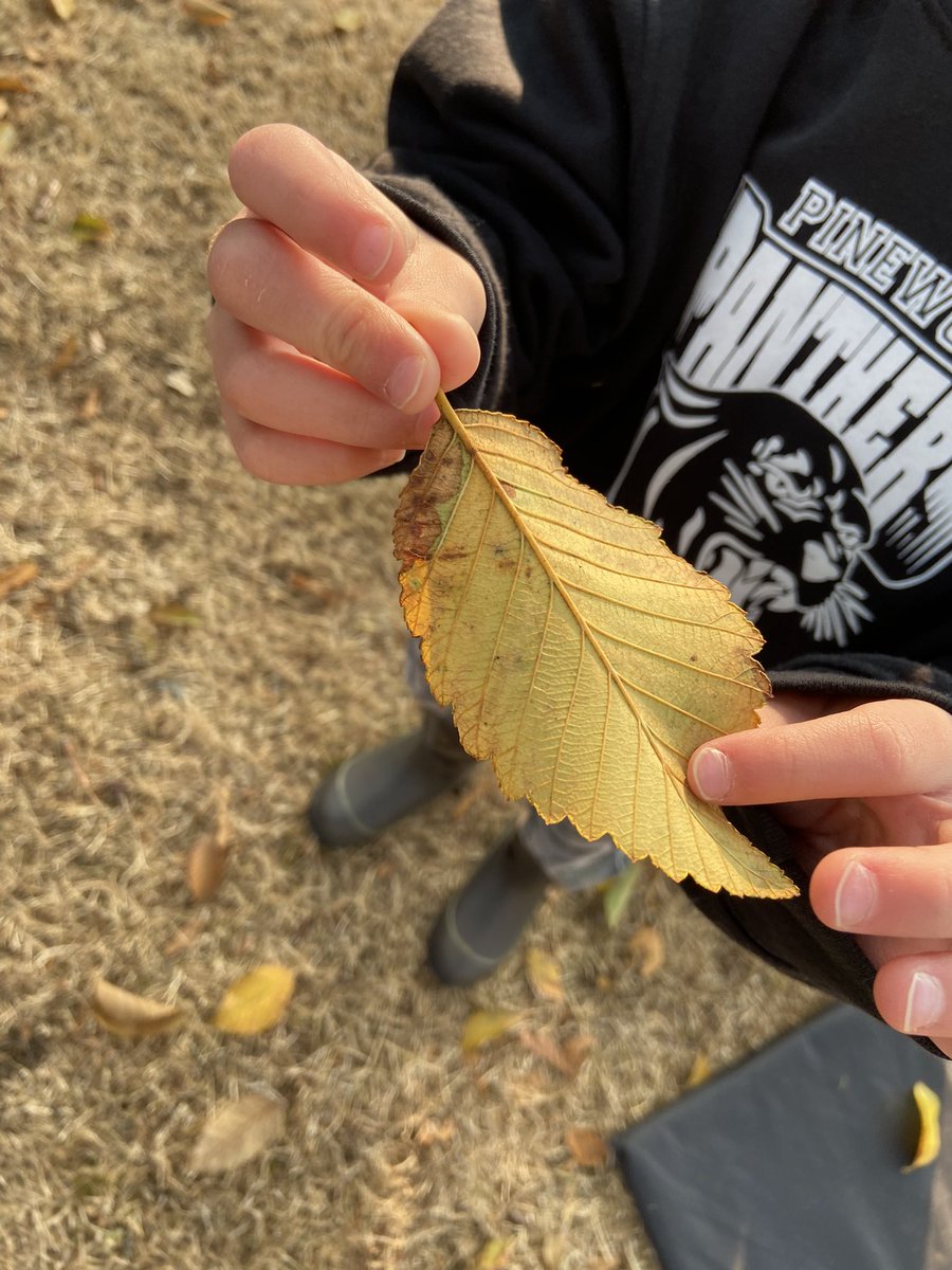 We met “our tree” today! We looked closely at it from far away and up close. We shared what we noticed with each other. We are planning to visit our tree regularly to look for and document the changes we see. #deltalearnsoutside