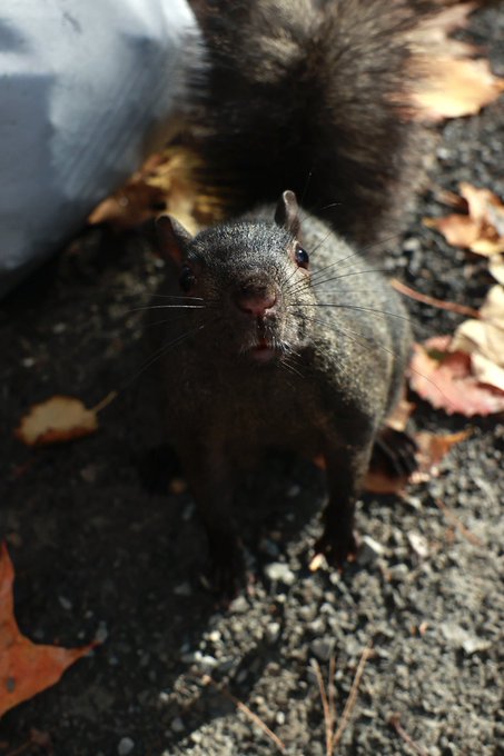 Had a day in forest 🌳 for school &hellip;   Would you like to see more photos from it ? https://t.co/Qg3rKn<a href="/tag/onlyfans"class="tags"><span>#onlyfans</span></a><a href="/tag/paulilafay"class="tags"><span>#paulilafay</span></a>