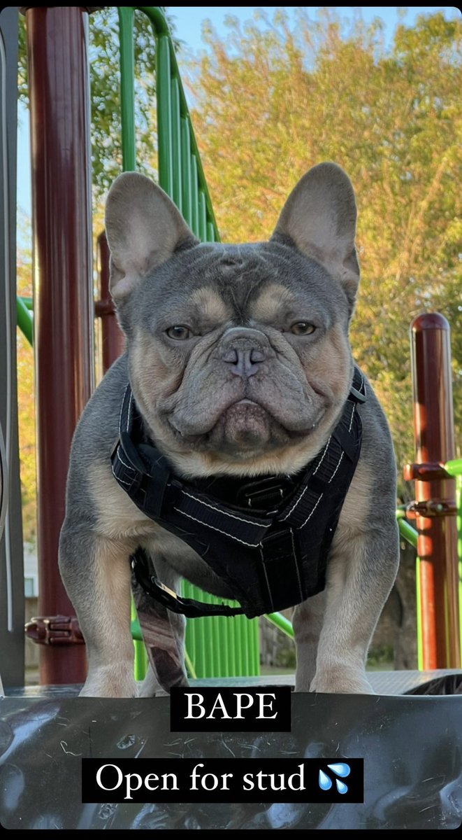 Htxshawty_'s tweet photo. 🦍BAPE🦍 open for STUD 💦 #dmformoreinfo #exotic #exoticfrenchie #bapesauce #exoticbapeline https://t.co/t3xpQRJ3nV