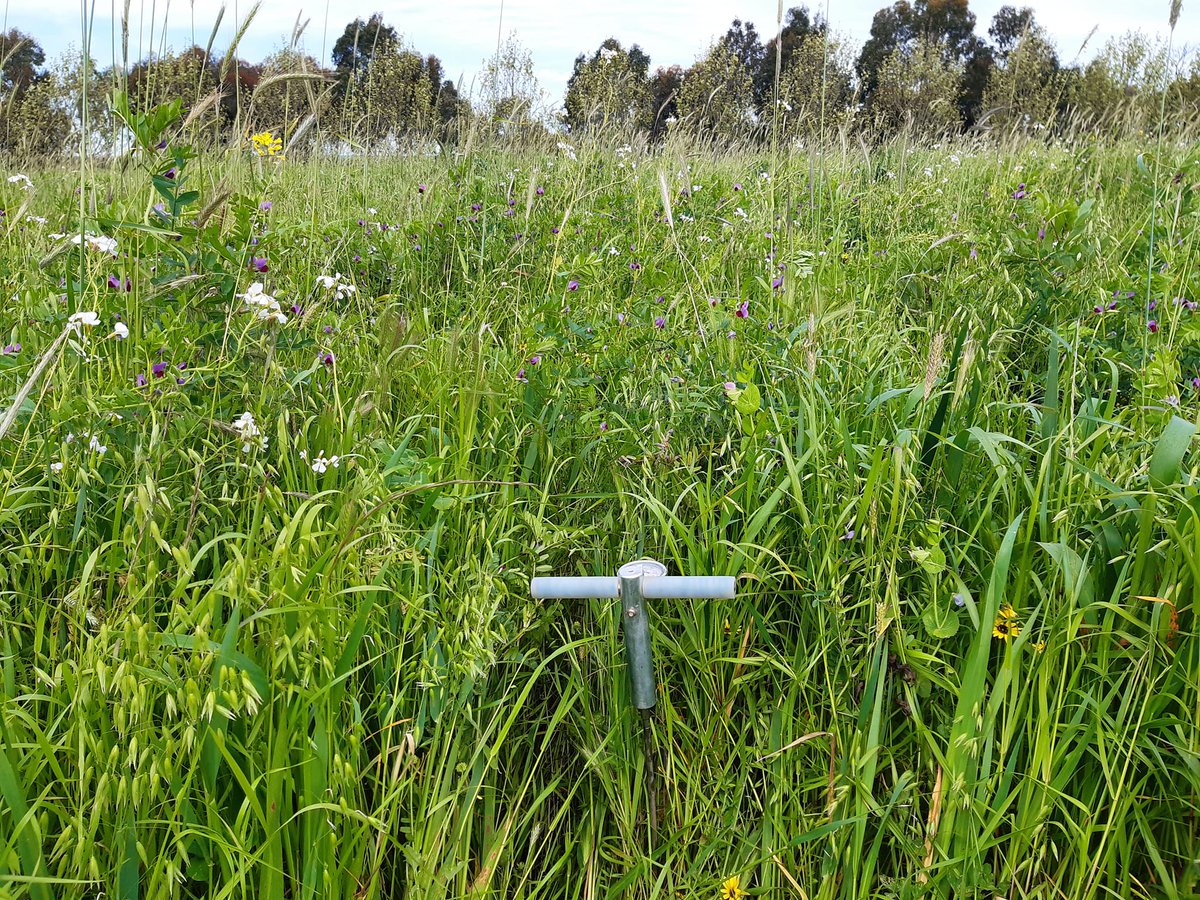 A fantastic multispecies mix in southwest Vic. The penetrometer is approx. 70cm tall, for scale. This beef property aims to graze this autumn blend and then sow a summer mix. High quality feed while improving soil health and carbon levels. Win Win!
#diversity 
#covercrop