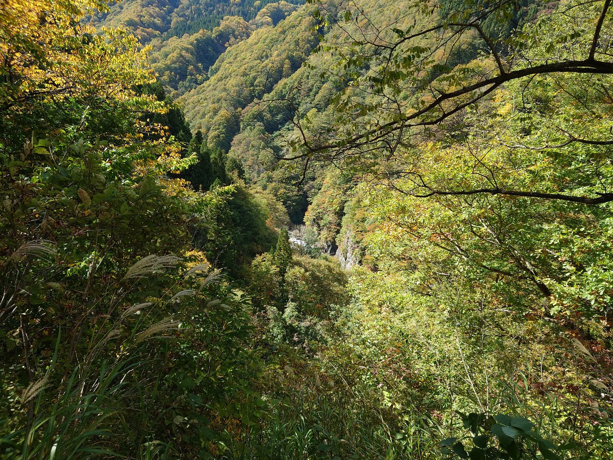 kazamaki_yuki's tweet photo. ユーチューブの撮影で、見玉公園と秋山郷絶景ポイントに行ってきました
少し紅葉には早かったかな
でも安定の美しい景色でした
#津南 #津南雪国 #津南紅葉 #見玉公園 #ジオパーク #津南ジオパーク #紅葉 #絶景スポット #絶景ポイント #秋山郷 #Autumnleaves #AkiyamaVillage #bestview #bestviewpoint https://t.co/7uFpURdmNg