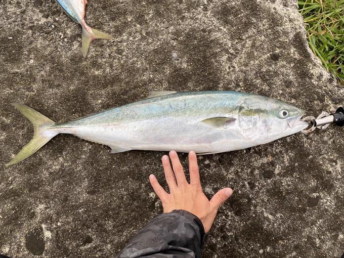 青森で釣ったお魚ちゃん達いい旅でした 