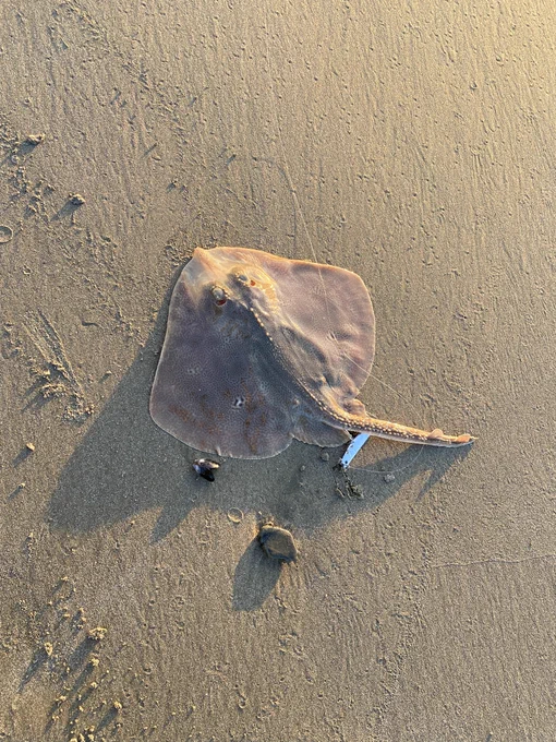 青森で釣ったお魚ちゃん達いい旅でした 