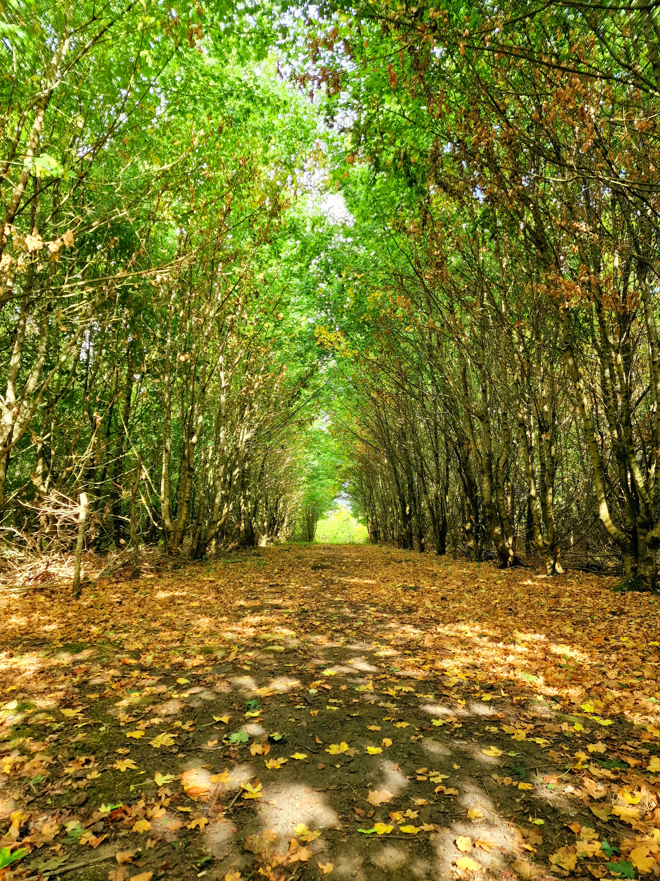 GCwS Parish Council tweet media