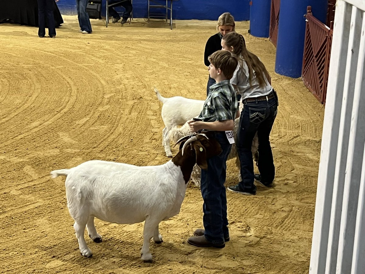 DadsGirlBoyMom's tweet photo. This kid here- so proud of him! After an emotional goat weekend, he bounced back and had a great time with his heifers (and Patriot). We’ve got some jackpots to go, then Fort Worth Stock Show in January! #TexasFFA #TheFututeIsAG @AA_Eagles @FfaSachse https://t.co/KeUZl5fagp