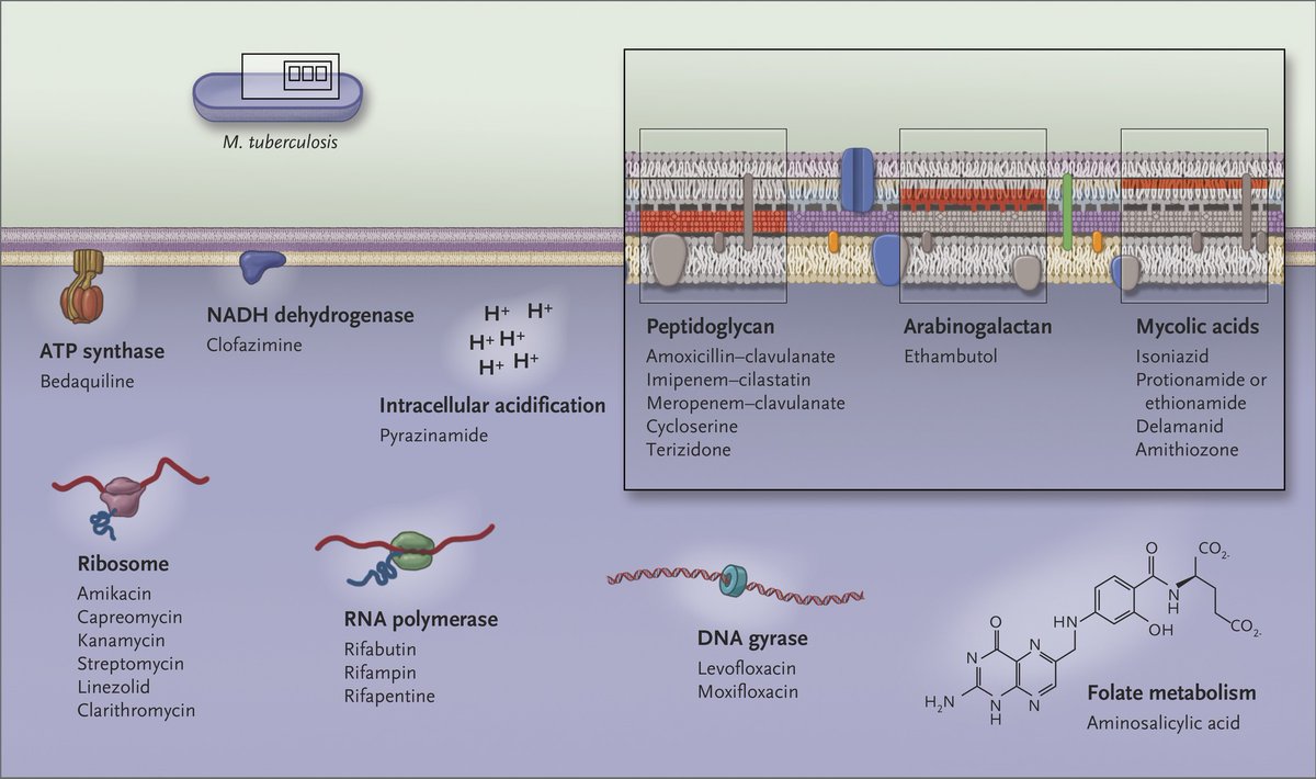 Sites and mechanisms of action of anti-TB nejm.org/doi/10.1056/ne…